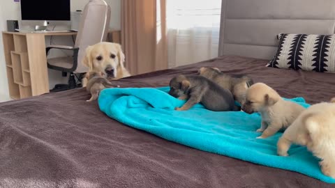 Golden meets puppies