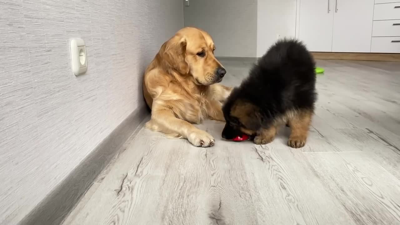 My Dogs React to GIANT Ladybug