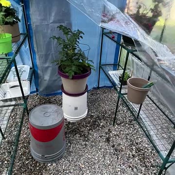 Fart Bullets AKA Brussel Sprouts