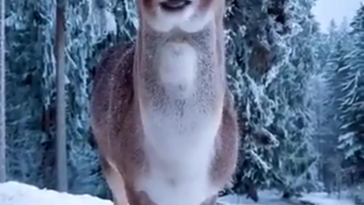 Hello there my deer what are you doing tonight ?