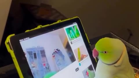 Cute parrot scrolling my YouTube.😃😃