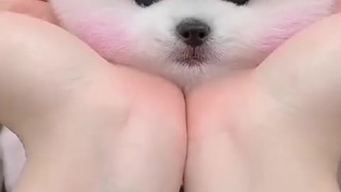 Cute baby dogs funny and cute videos #shorts