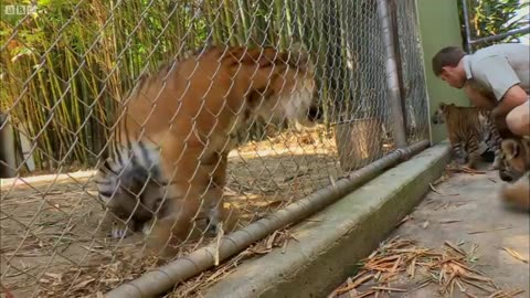 Cubs meet with Adult