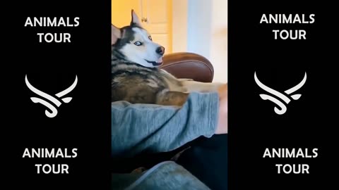 Best Funny Dogs And Cats Videos 😅 - Funniest Animals Videos 2023😇 #5