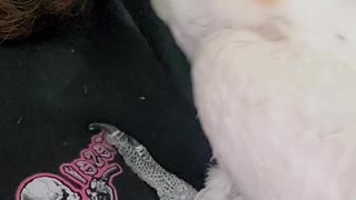 Guy Cuddles an Adorable Cockatoo