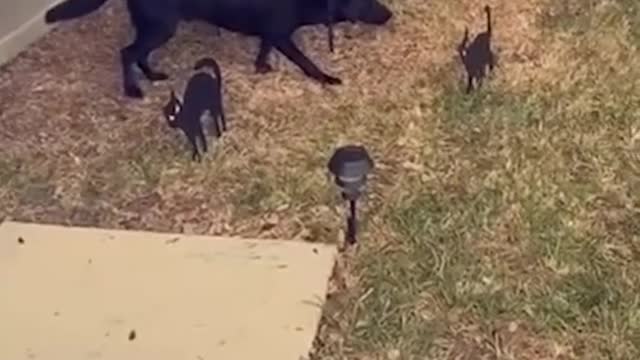 These Halloween decorations paralyzed this poor pup with fear