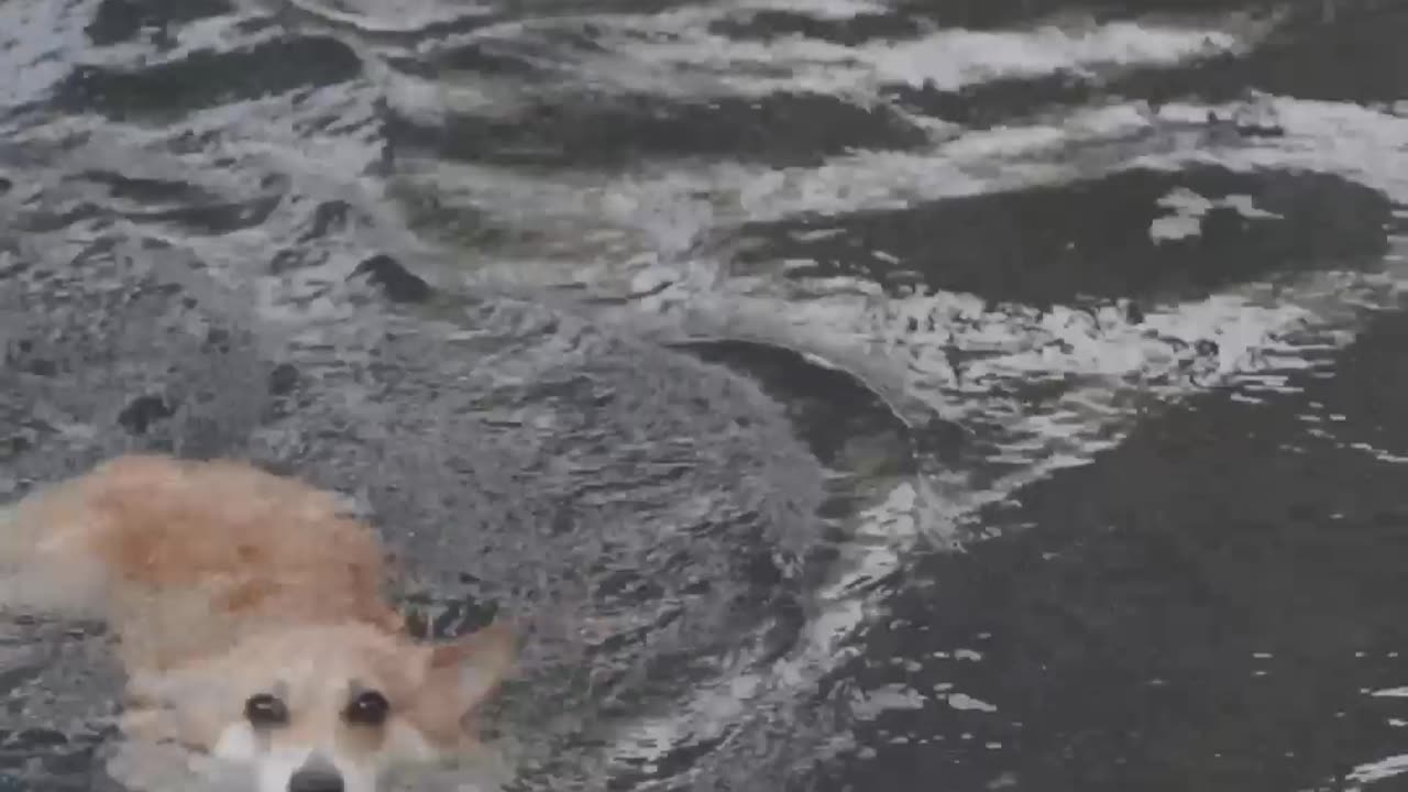 Girl Throwing Ball to Dog in Pool