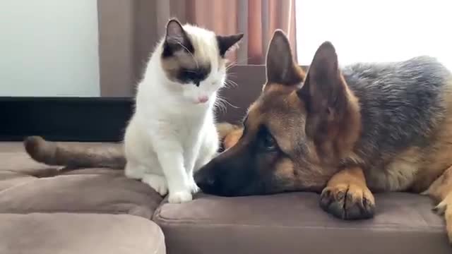 What a German Shepherd thinks a friendship with a Kitten should look like!