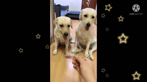 You will get stomach ache from laughing| funny 🐶🐕