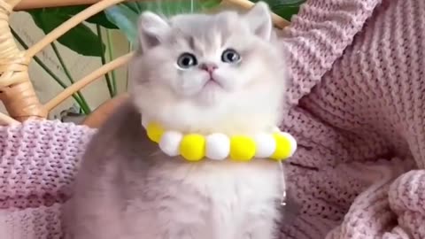 Funny Cat and funny Cat video 😂😂😂
