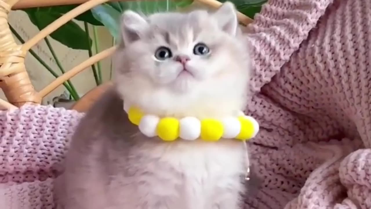 Funny Cat and funny Cat video 😂😂😂
