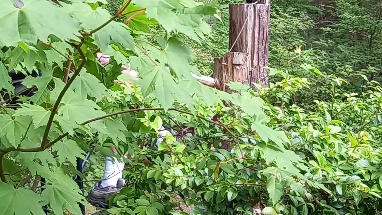 Calapino owl in calapino suspension bridge Park