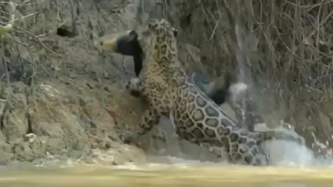 Natural landscape cheetha hunting a crocodile in water amezing