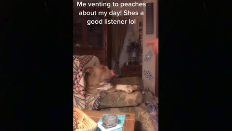 TRY NOT TO LAUGH 😂While Watch These Hilarious and Funny Dogs & Cats Compilation