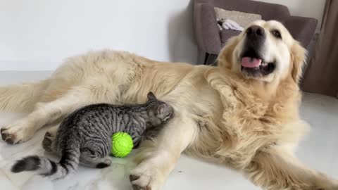 Funny Golden Retriever and Kitten