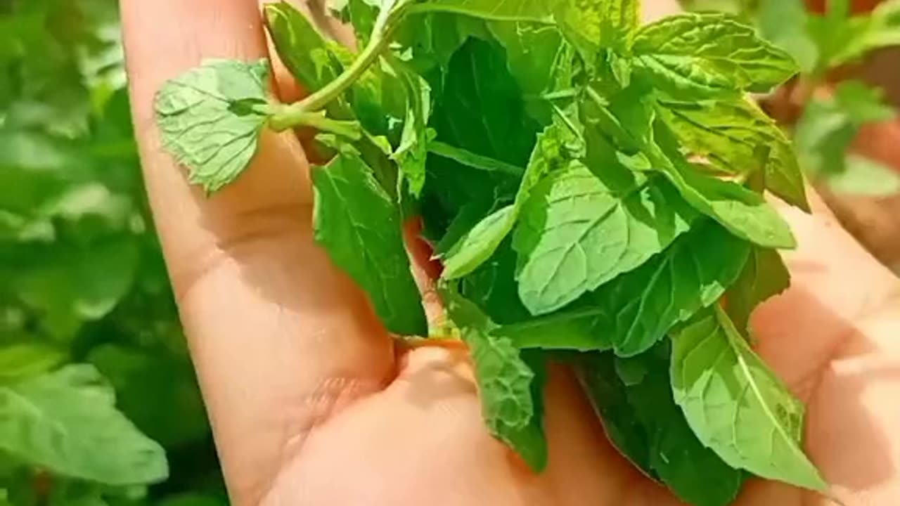 Food recipes