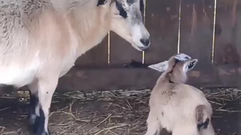 Mia becomes Mama Mia!! 🐐