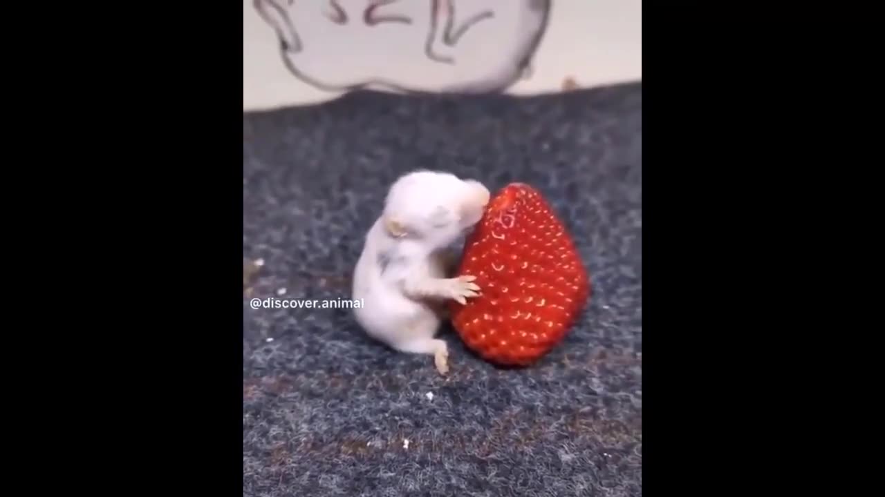 Relaxing and Fun with Cute Baby Animal