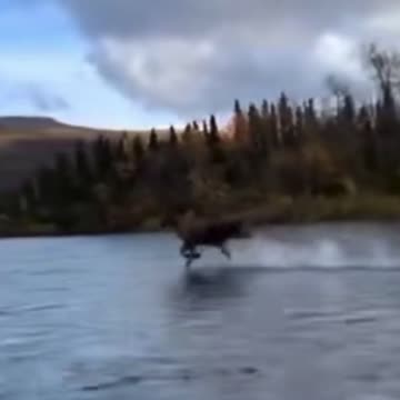 A horse walking over the water will wonder what you'll see.