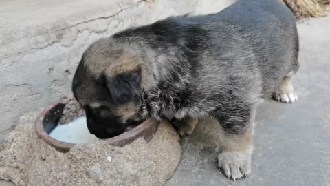 A kitten's diet