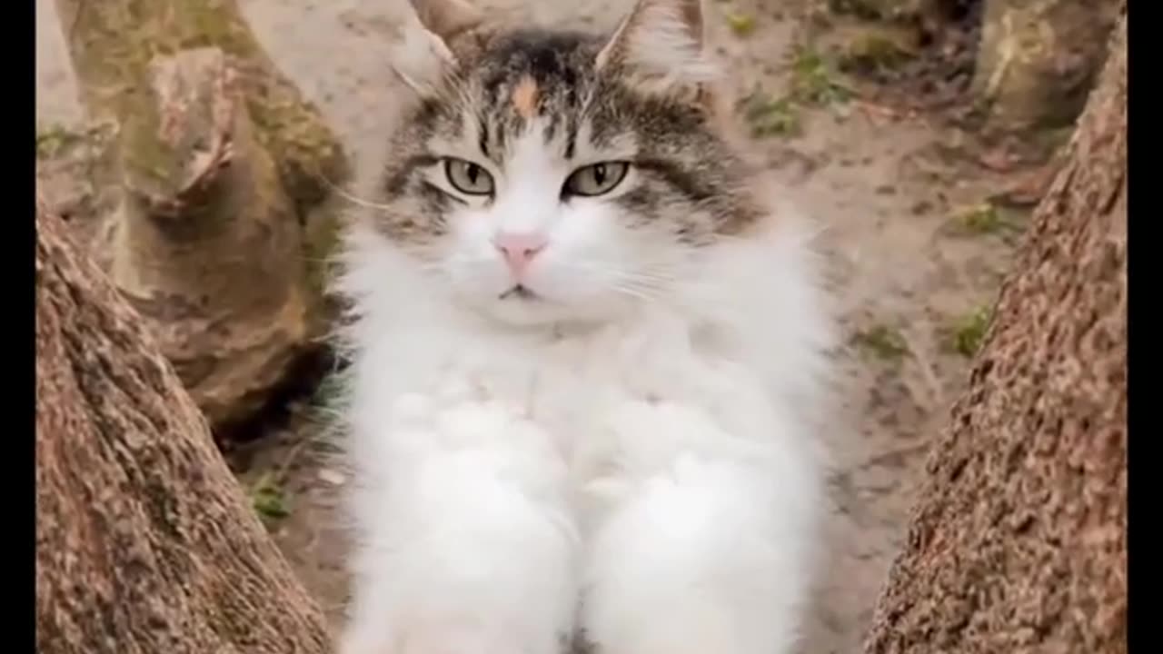 So Cute And Funny Cat 🙀 video