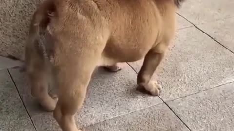 Funny Dog Make Lion