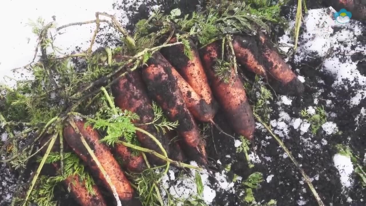 How Japanese Farmer Harvest Cabbage Under Snow - Snow Vegetable Farming - Cabbage, Carrot, Radish