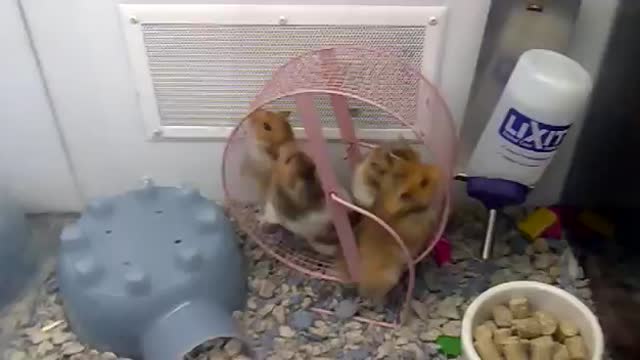 Insane Hamsters at Pet Store