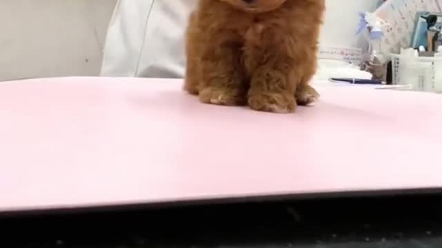 Nice puppy