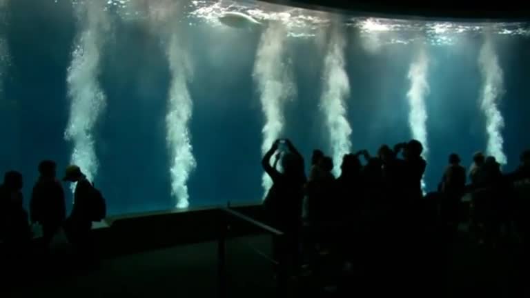 Tokyo aquarium baffled by mass deaths of tuna