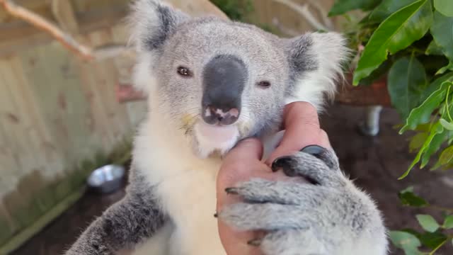 Cute Funny Koala || Funny Animals || Try no to laugh