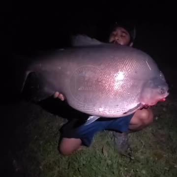 Holy 💩! 70 pound Pacu fish caught in Miami by @monster_mike86 🎣😳