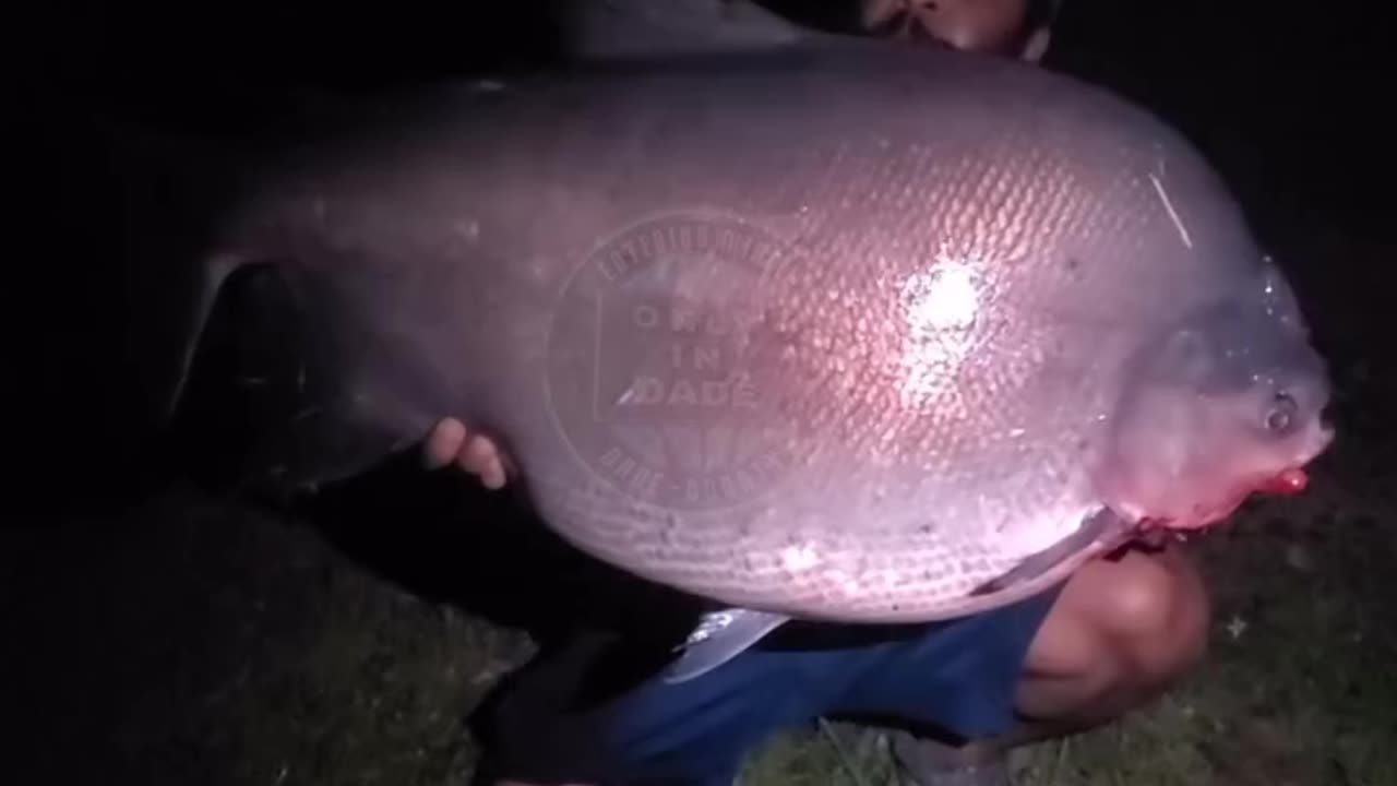 Holy 💩! 70 pound Pacu fish caught in Miami by @monster_mike86 🎣😳