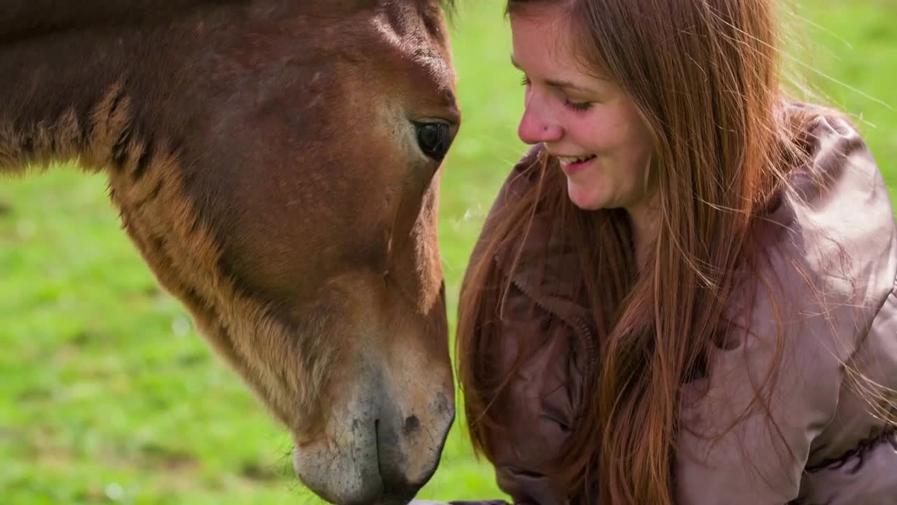 Young horse eating from woman hand slow motion