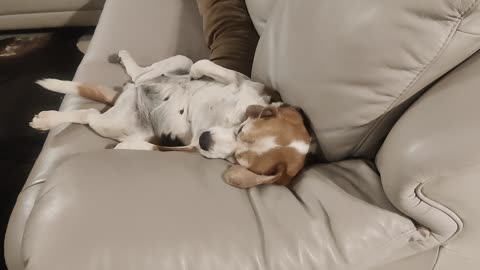 Beagle sleeps better🤣