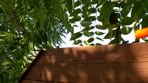 Lanternfly Hunter 2022