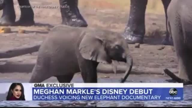 Crikey. Meghan narrates for Disney