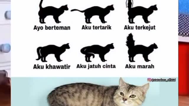 Cat language
