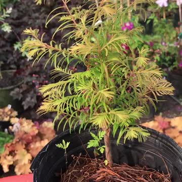 About dawn redwood trees near Philadelphia At Highland Hill Farm.