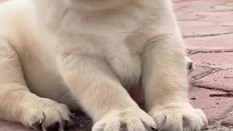 Cute Puppy Viral Video