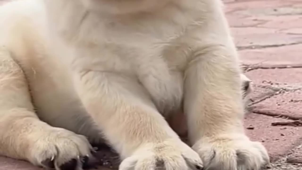 Cute Puppy Viral Video