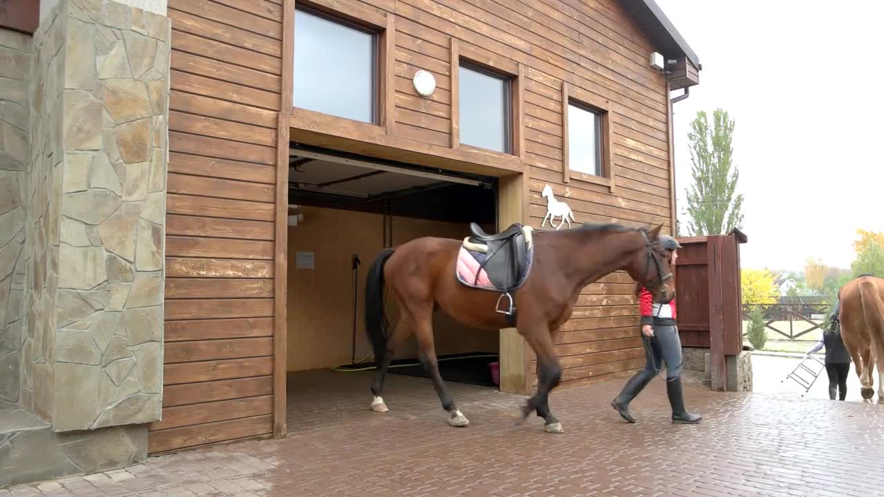 Woman leading out horse from stable