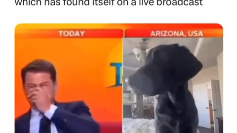 Presenter Laughs When Dog Joins into Interview!!!!