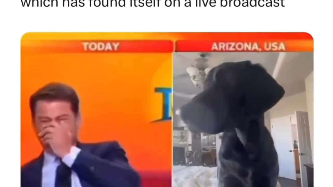 Presenter Laughs When Dog Joins into Interview!!!!