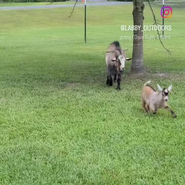 Cute little goat funny video!