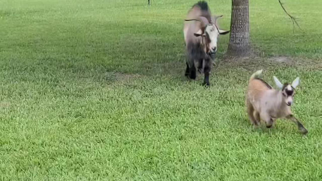 Cute little goat funny video!