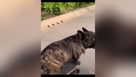 cute|pet|funny|animal|the cat|dog