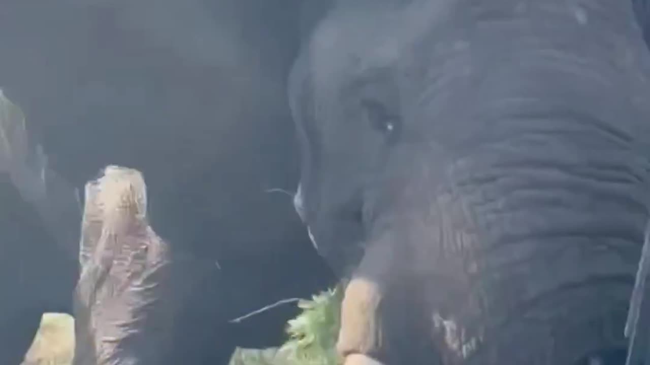 Angry Elephant rolls over the safari car