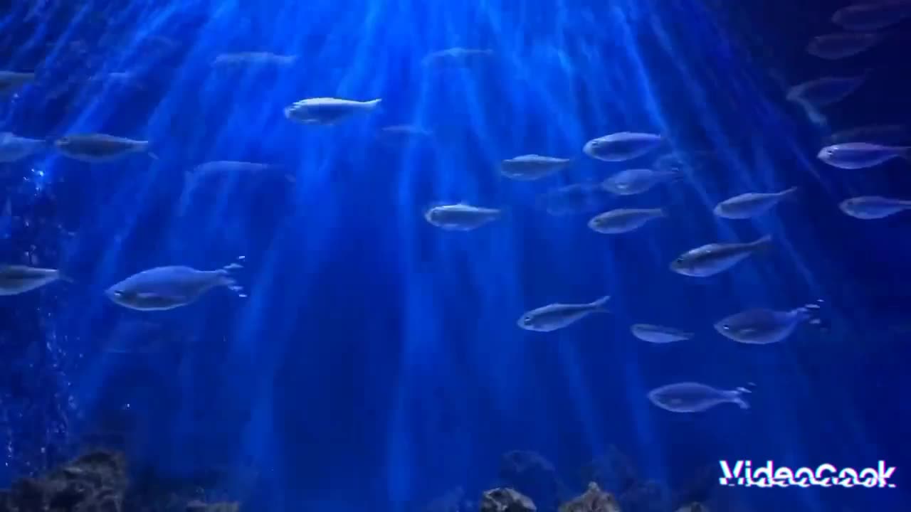 AGUARIO DE PEIXE BLUE SEA WATER RELAXING MUSIC TO SLEEP