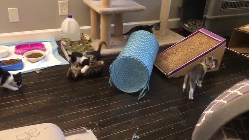 I’m trying to clean my kitten room